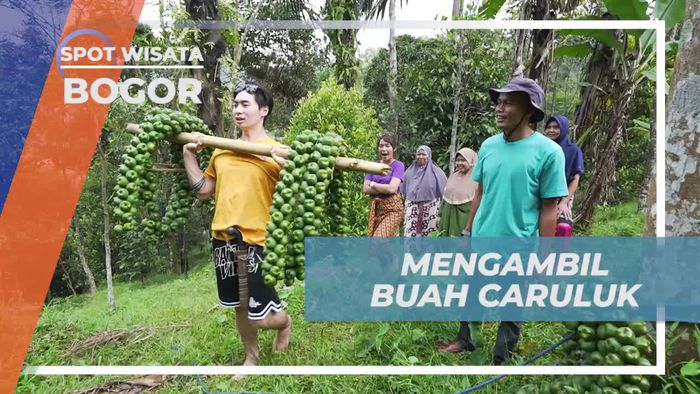 Mengambil Buah Caruluk di Desa Penghasil Kolang-Kaling, Bogor