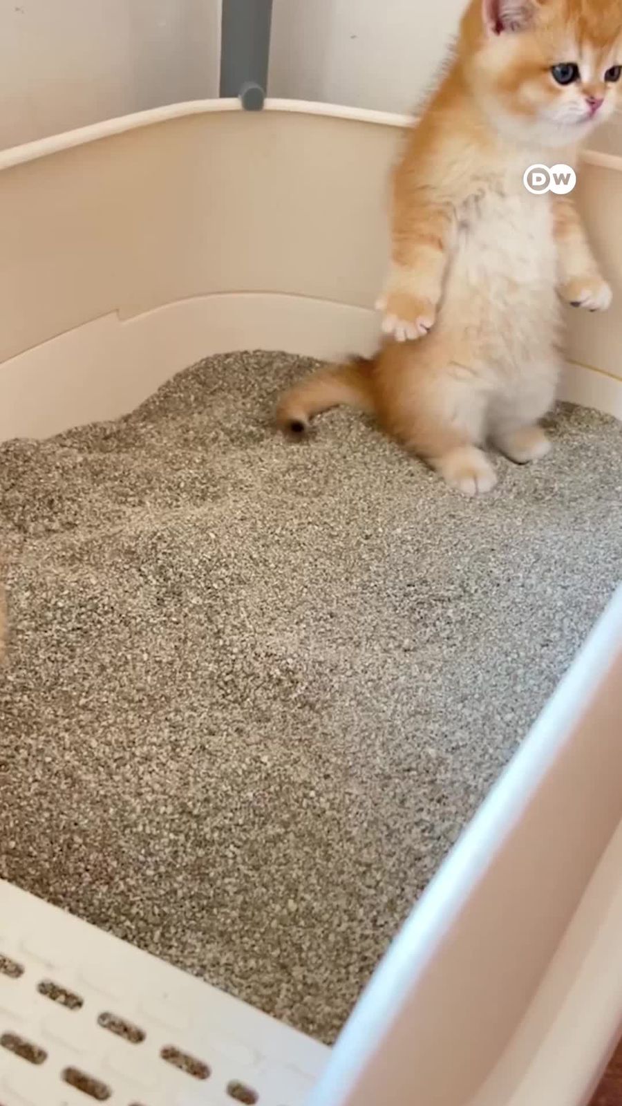 Video: Waspada Bahaya Parasit Toksoplasma pada Kucing Bagi Ibu Hamil
