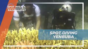 Menjelajahi Keindahan Koral di Spot Diving Yenbuba, Raja Ampat
