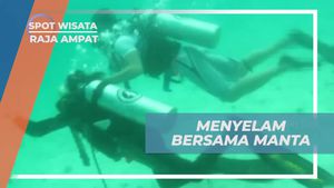 Menyelam Bersama Pari Manta di Meos Mansaar, Raja Ampat