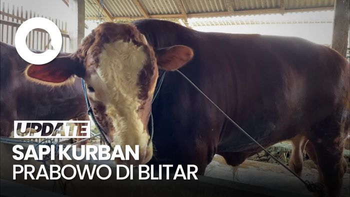 Video: Glewo, Sapi Kurban 948 Kg Milik Prabowo di Blitar