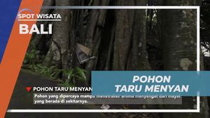 Mencium Aroma Pohon Taru Menyan di Terunyan, Bali