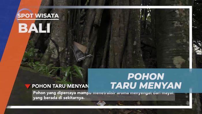 Mencium Aroma Pohon Taru Menyan di Terunyan, Bali