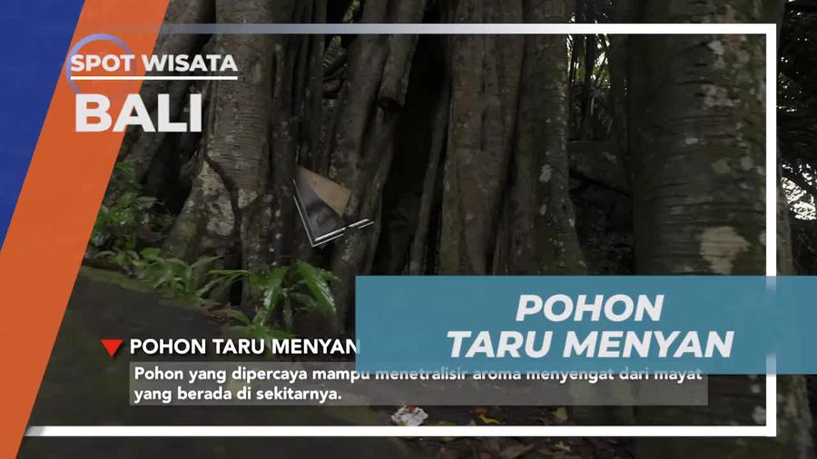 Mencium Aroma Pohon Taru Menyan di Terunyan, Bali