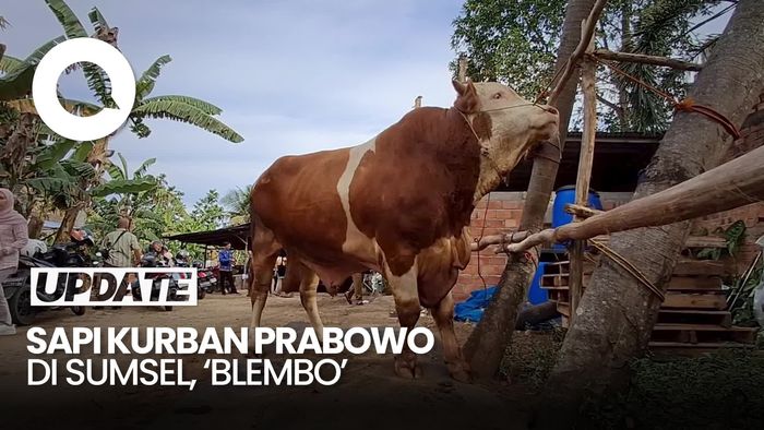 Video: Blembo, Sapi Kurban Prabowo di Sumsel