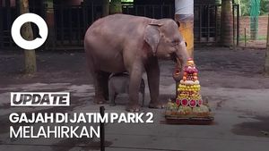Video: Wah! Gajah Sumatera di Jatim Park 2 Batu Melahirkan