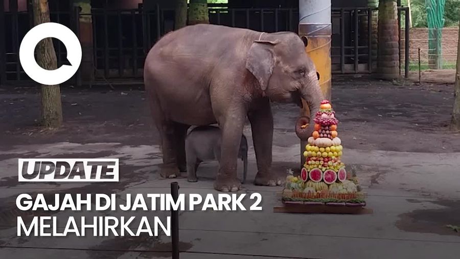 Video: Wah! Gajah Sumatera di Jatim Park 2 Batu Melahirkan