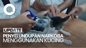 Video: Kucing Dijadikan Kurir Narkoba di Kosta Rika