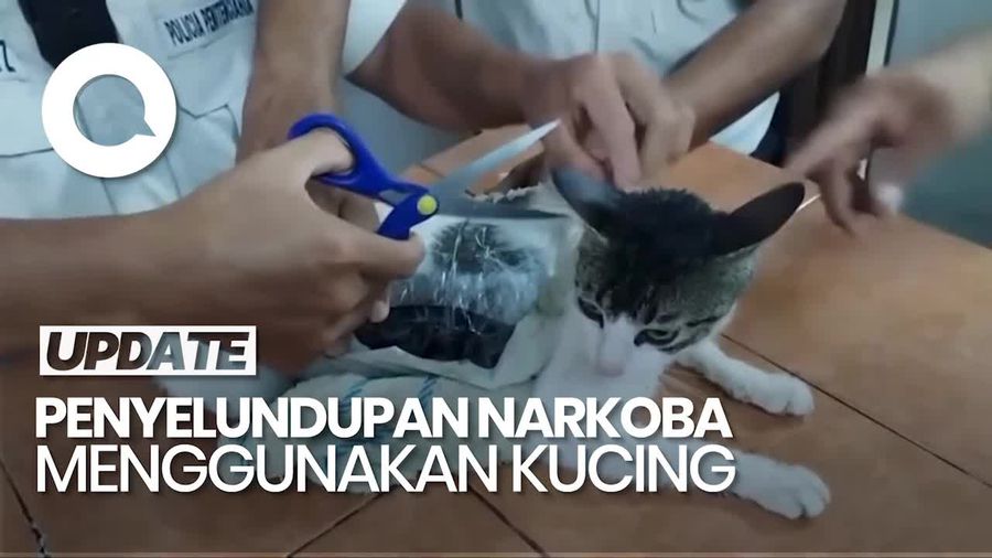 Video: Kucing Dijadikan Kurir Narkoba di Kosta Rika