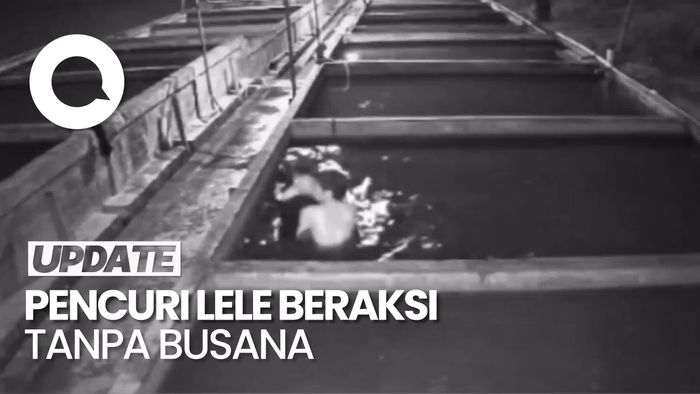 Video: Heboh Komplotan Pencuri Lele Beraksi Tanpa Busana di Lumajang