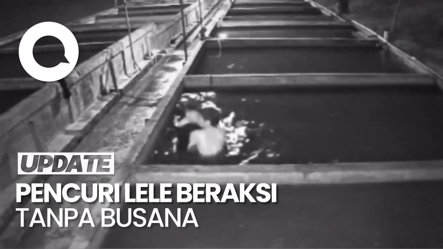 Video: Heboh Komplotan Pencuri Lele Beraksi Tanpa Busana di Lumajang