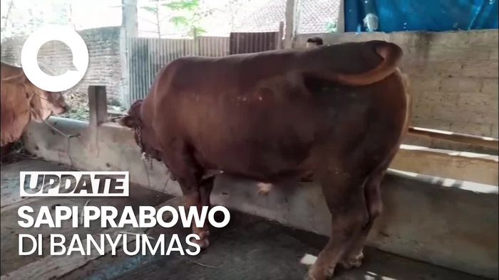 Video: Bawor Sapi Kurban Prabowo di Banyumas Seberat 1 Ton