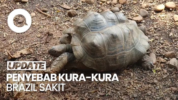 Video: Ini Lho yang Bikin Kura-kura Brazil Sering Sakit
