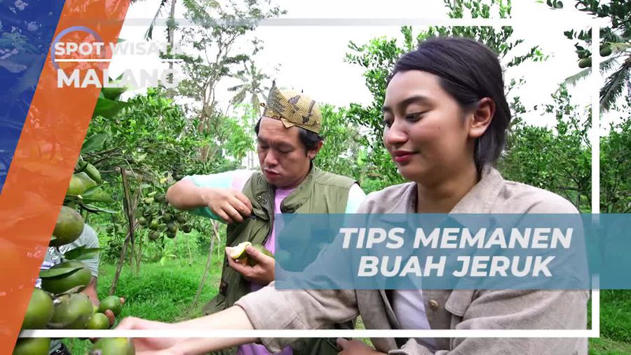 Mempelajari Tips Memanen Buah Jeruk di Malang