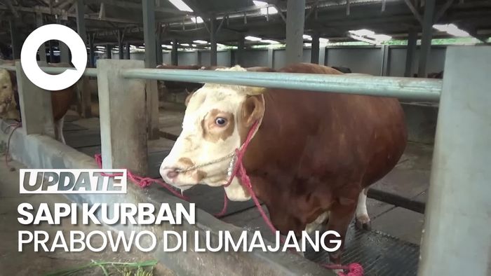 Video: Si Gemoy, Sapi yang Dibeli Prabowo dari Peternak di Lumajang 
