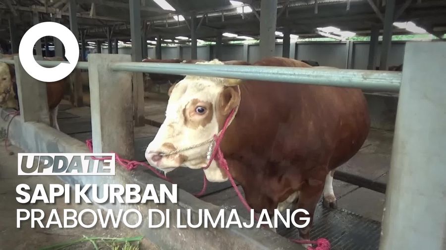 Video: Si Gemoy, Sapi yang Dibeli Prabowo dari Peternak di Lumajang 