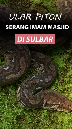 Video: Penampakan Ular Piton 5,5 Meter yang Serang Imam Masjid di Sulbar