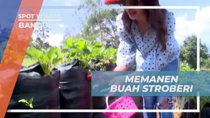 Memanen Buah Stroberi di Bukit Strawberry Bandung untuk Mengalami Kegiatan Berkebun yang Seru  