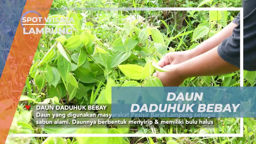 Mengetahui Keunikan Daun Daduhuk Bebay Sebagai Sabun Alami di Lampung  