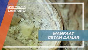 Manfaat Getah Damar bagi Masyarakat di Pulau Pisang, Lampung yang Beragam  