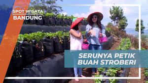 Mengikuti Kegiatan Petik Buah Stroberi di Bandung yang Segar dan Menyenangkan  