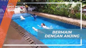 Berenang Bersama Anjing di Rumah Guguk Bandung sebagai Aktivitas Seru dan Mengasyikkan  