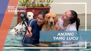 Melihat Anjing Lucu di Rumah Guguk Bandung yang Membuat Aktivitas Berenang Jadi Lebih Menyenangkan  