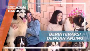Berinteraksi Langsung dengan Anjing di Rumah Guguk Bandung dan Memberikan Makanan Kesayangan Mereka  