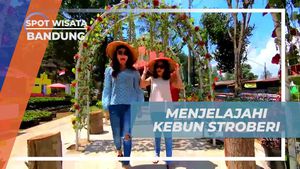 Menjelajahi Kebun Stroberi di Bandung dan Merasakan Mencicipi Buah Langsung dari Kebunnya  