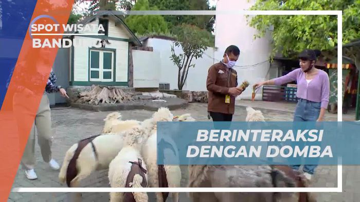 Memberi Makan Domba Lucu dan Sehat di Bandung untuk Menambah Keceriaan Liburan  