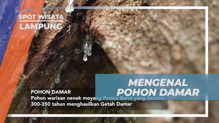 Pohon Damar di Pulau Pisang, Lampung dan Manfaatnya yang Berharga  