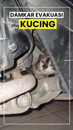 Video Damkar Evakuasi Kucing Terjebak di Mesin Motor