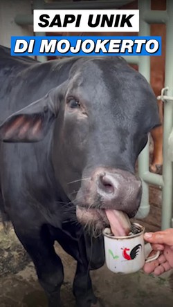 Video: Inilah Apless, Sapi Mojokerto yang Doyan Ngopi