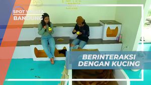 Berinteraksi dan Bermain Bersama Kucing di Cafe Bandung