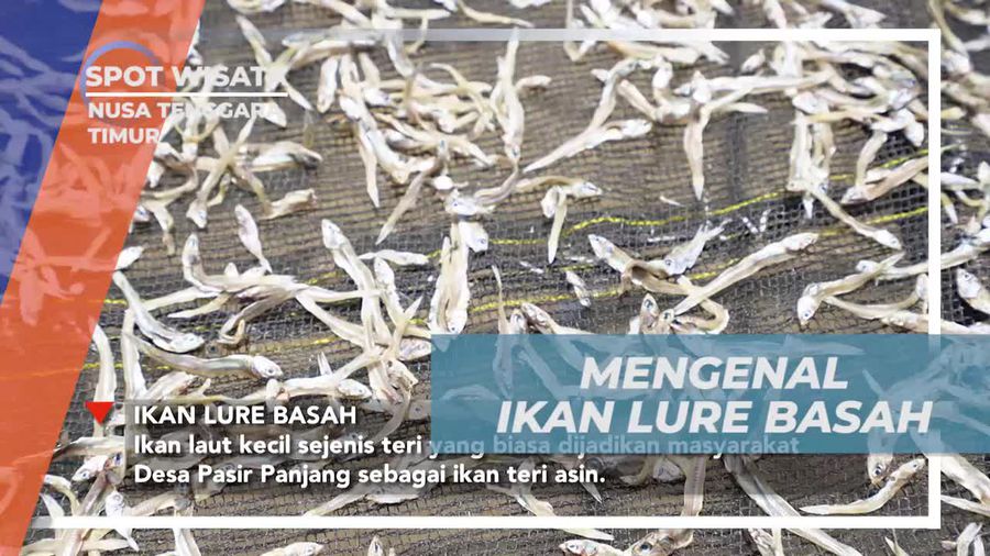 Mengenal Ikan Lure Basah dari Lautan Desa Pasir Panjang, Nusa Tenggara Timur