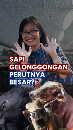 Video: Hati-hati Sapi Gelonggongan saat Memilih Hewan Kurban