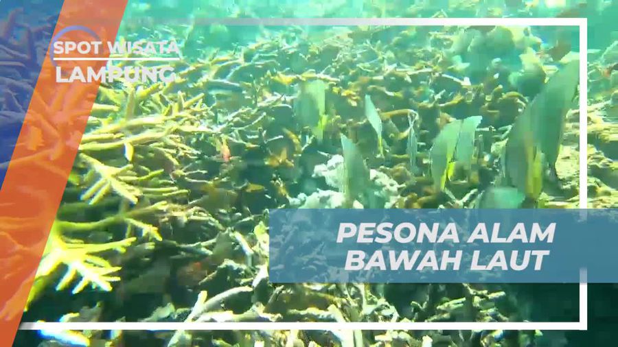 Menjelajahi Alam Bawah Laut Bersama Hiu, Lampung