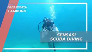 Menjelajahi Keindahan Bawah Laut Saat Scuba Diving, Lampung