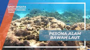 Menyelami Keindahan Alam Bawah Laut Pulau Padar, Nusa Tenggara Timur