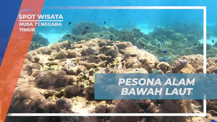 Menyelami Keindahan Alam Bawah Laut Pulau Padar, Nusa Tenggara Timur