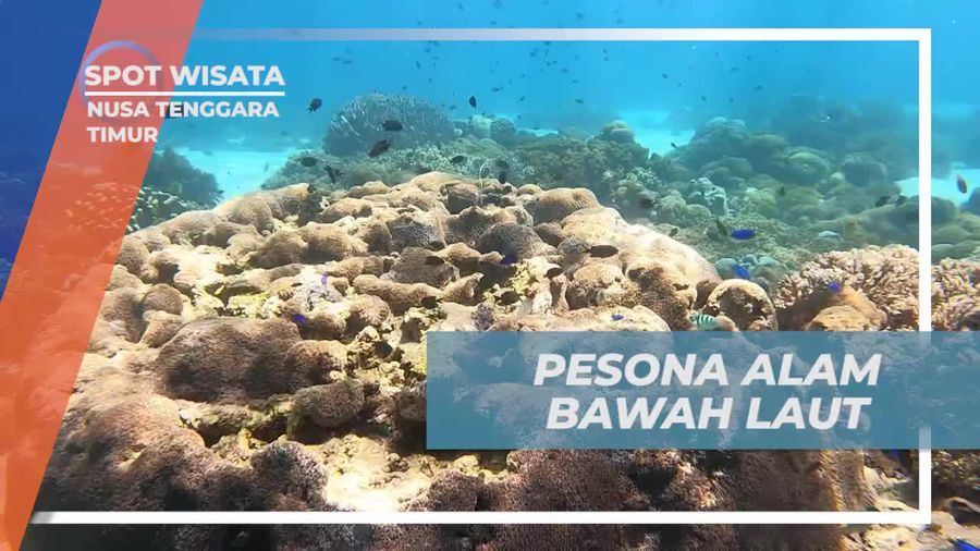 Menyelami Keindahan Alam Bawah Laut Pulau Padar, Nusa Tenggara Timur