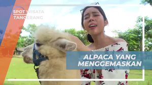 Bermain dan Berfoto dengan Alpaca Menggemaskan, Tangerang