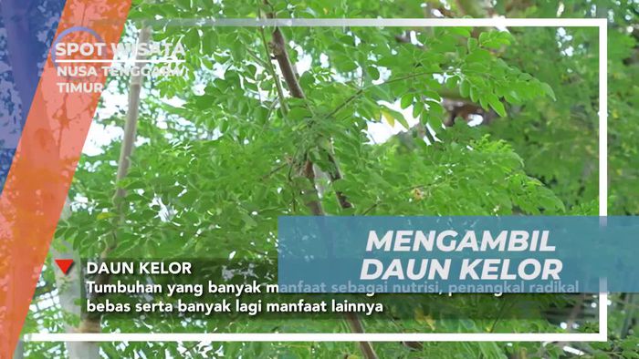 Mengumpulkan Daun Kelor untuk Masakan Khas di Nusa Tenggara Timur