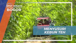 Menyusuri Hijauya Kebun Teh dengan Jeep, Bogor