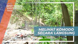 Melihat Komodo Langsung di Alam Liar, Nusa Tenggara Timur