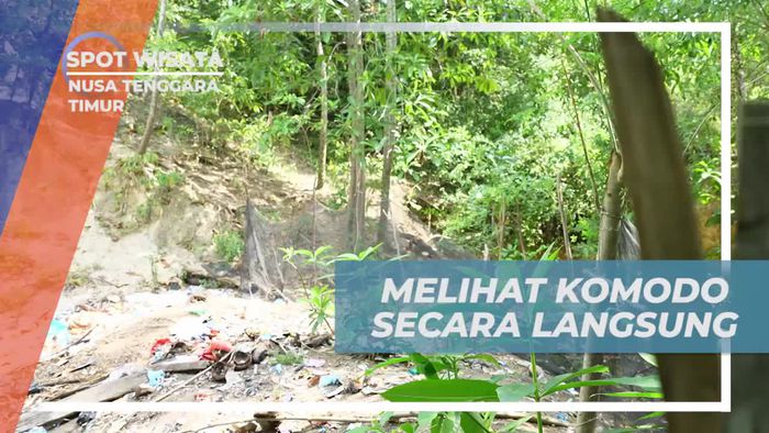 Melihat Komodo Langsung di Alam Liar, Nusa Tenggara Timur