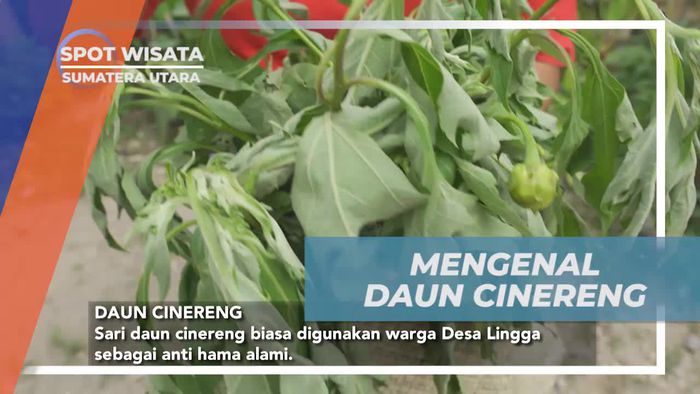 Mengenal Daun Cinereng Sebagai Anti Hama Alami di Desa Lingga, Sumatera Utara
