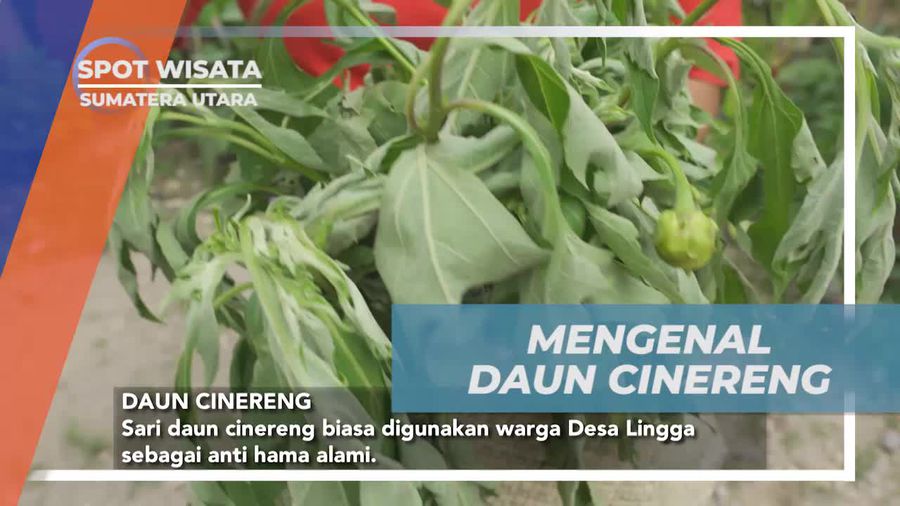 Mengenal Daun Cinereng Sebagai Anti Hama Alami di Desa Lingga, Sumatera Utara