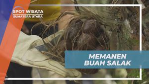 Memanen Buah Salak Segar di Kebun Desa Lingga Sumatera Utara