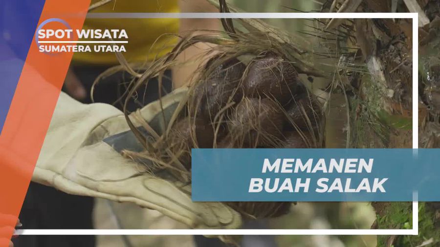 Memanen Buah Salak Segar di Kebun Desa Lingga Sumatera Utara